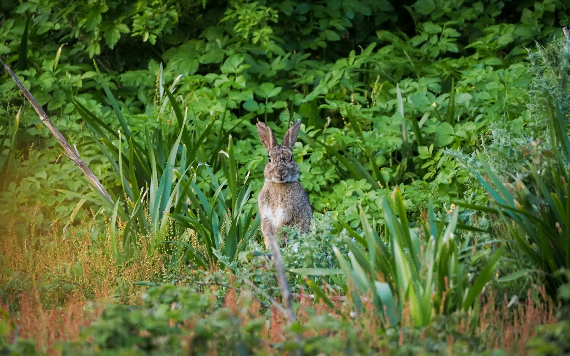 A rabbit hides among dense greenery.